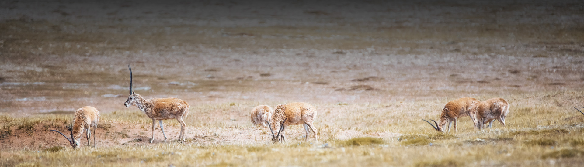 深圳市優威視訊科技股份有限公司