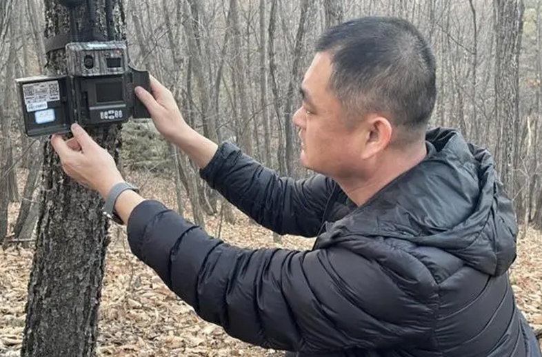 守護自然之眼、共筑綠色生態(tài)——密山市林業(yè)和草原局應用優(yōu)威視訊紅外相機技術開展野生動物監(jiān)測保護工作